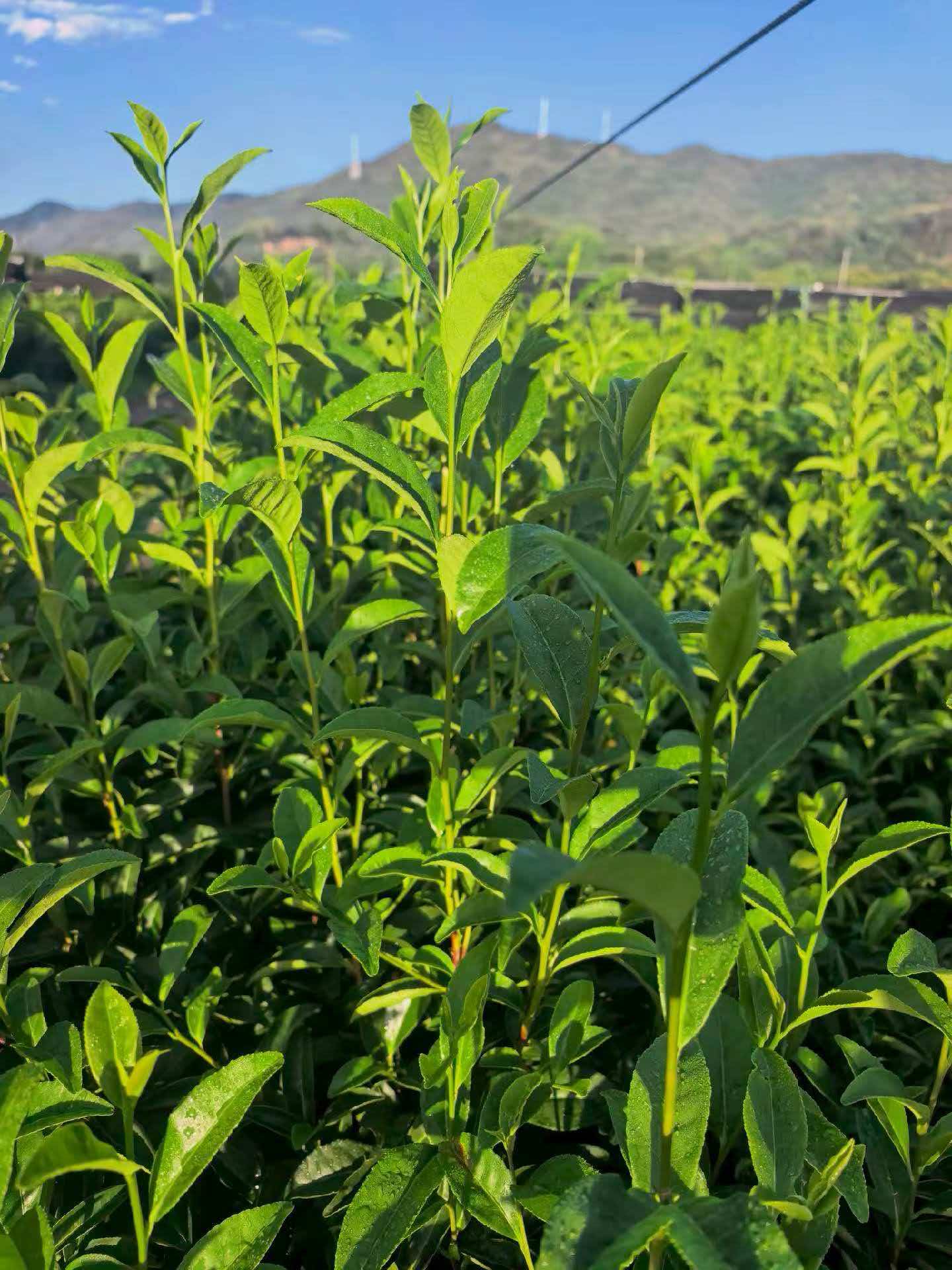 Why Choose Organic Matcha?-Xmgreatrise-Matcha